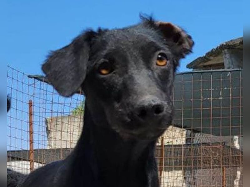 FREYA❤️zarte Seele zum Liebhaben wartet schon in 01640 Coswig! FREYA❤️zarte Seele zum Liebhaben wartet schon in 01640 Coswig!