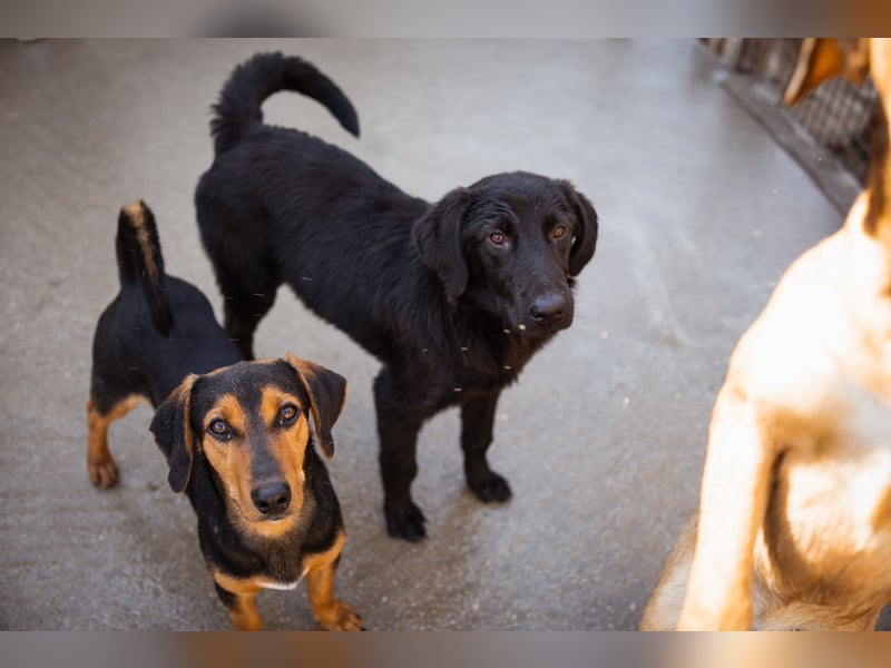 Jungrüde ♥Rhys♥ schnuckeliger Racker