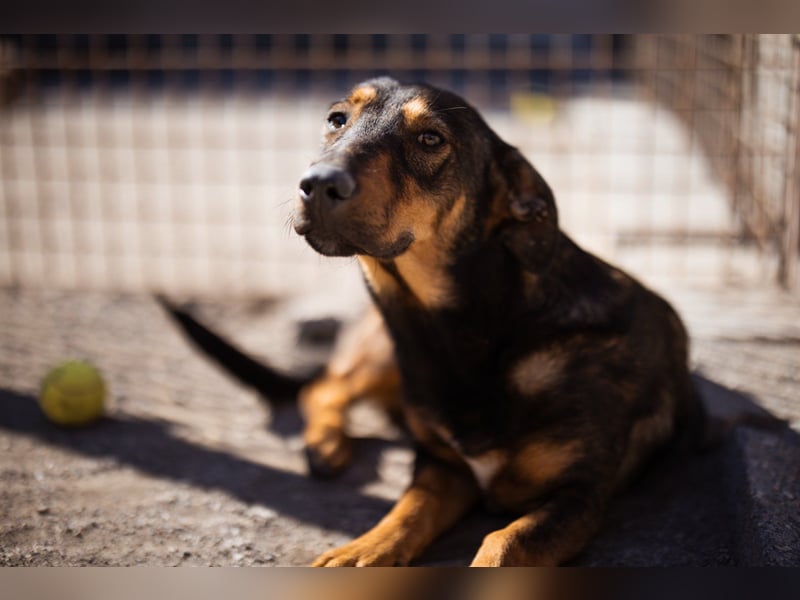 ♥ Paula ♥ eine rundum tolle Junghündin