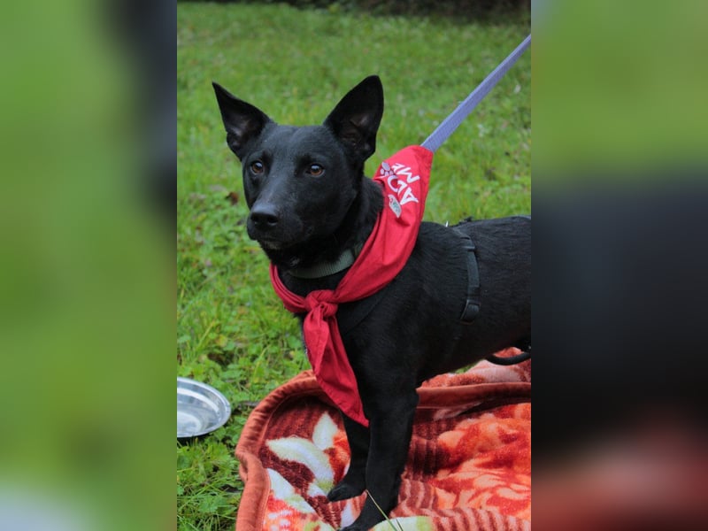 Schmusepfote THEO❤️ wartet in 18249 Bernitt auf seine Für-Immer-Menschen!