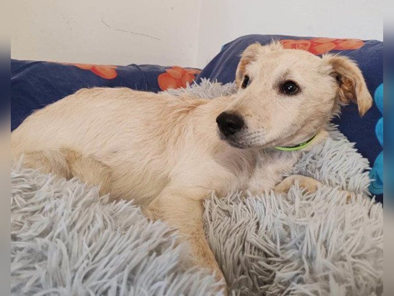 Klein ♥ Marley ♥ sucht seine treuen Menschen