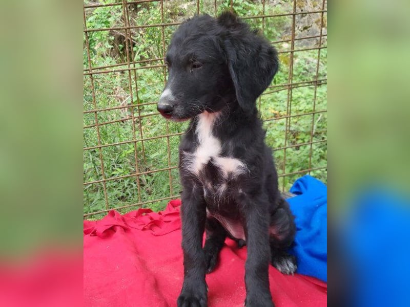 Niedliche ♥ Nelly ♥ fröhliches, verspieltes Hundemädchen Niedliche ♥ Nelly ♥ fröhliches, verspieltes Hundemädchen