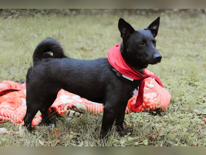 Schmusepfote THEO❤️ wartet in 18249 Bernitt auf seine Für-Immer-Menschen!