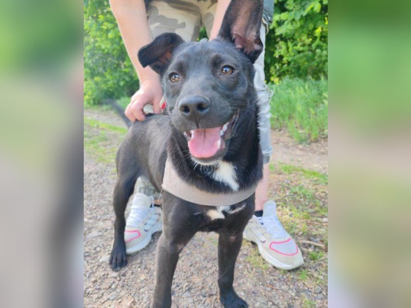 ♥ Filou ♥  freundlicher und offener Hundebub