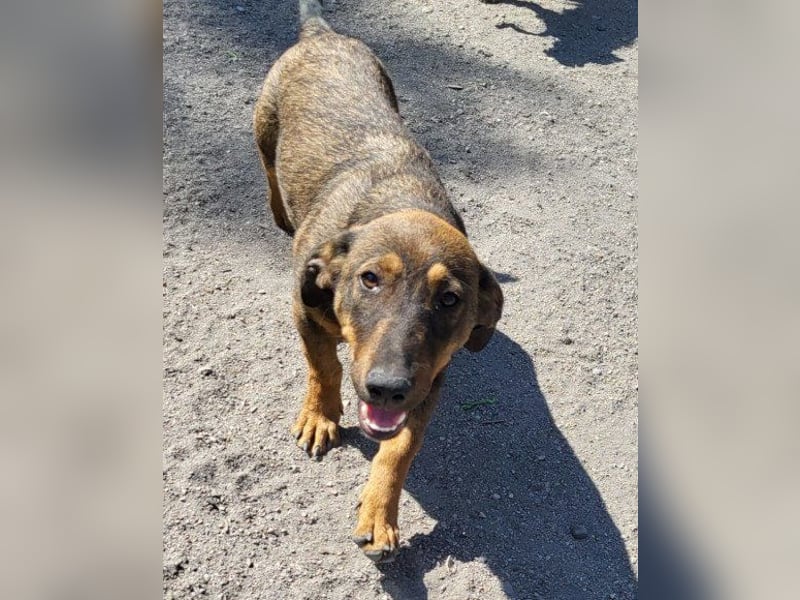 ♥ Paula ♥ eine rundum tolle Junghündin