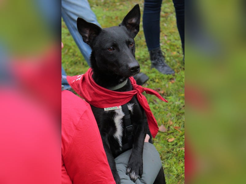 Schmusepfote THEO❤️ wartet in 18249 Bernitt auf seine Für-Immer-Menschen!