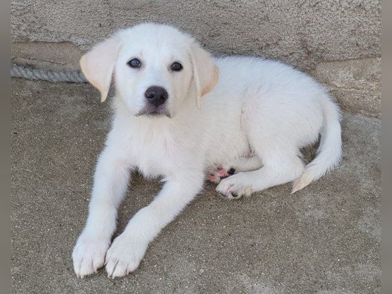 Schmusebub ♥ Taavi ♥ kleiner, freundlicher, verspielter Jungrüde