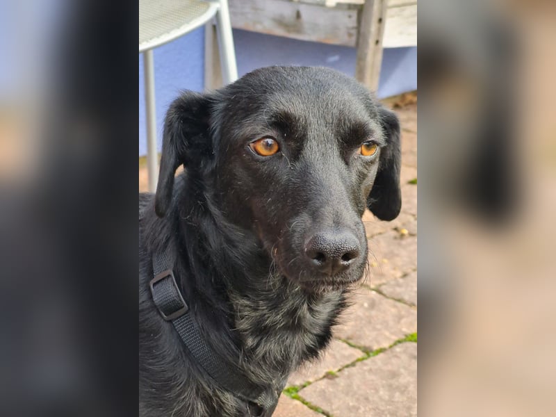 FREYA❤️zarte Seele zum Liebhaben wartet schon in 01640 Coswig! FREYA❤️zarte Seele zum Liebhaben wartet schon in 01640 Coswig!