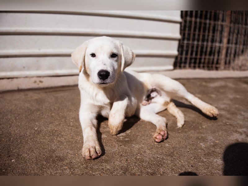 Schmusebub ♥Lorenz♥ der kleine Charmeur
