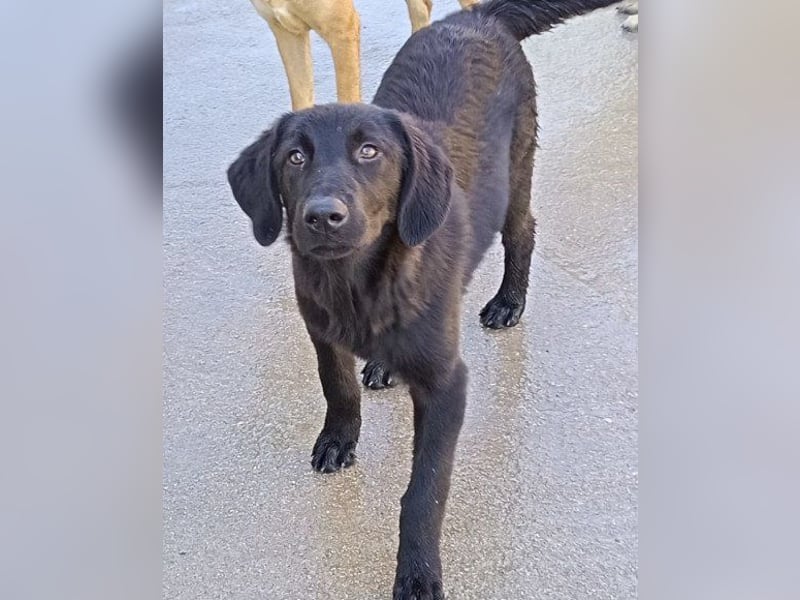 Jungrüde ♥Rhys♥ schnuckeliger Racker