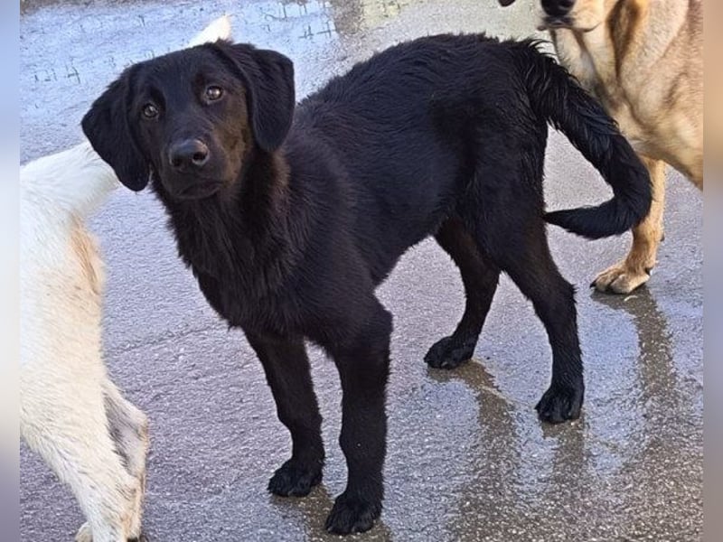 Jungrüde ♥Rhys♥ schnuckeliger Racker