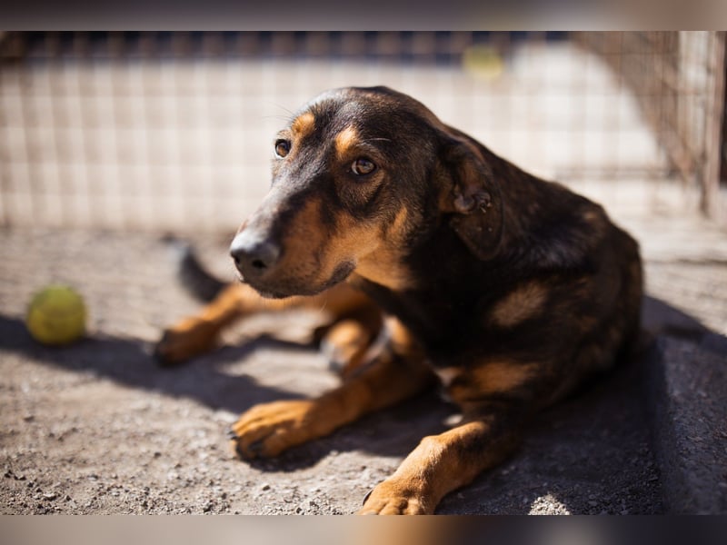 ♥ Paula ♥ eine rundum tolle Junghündin