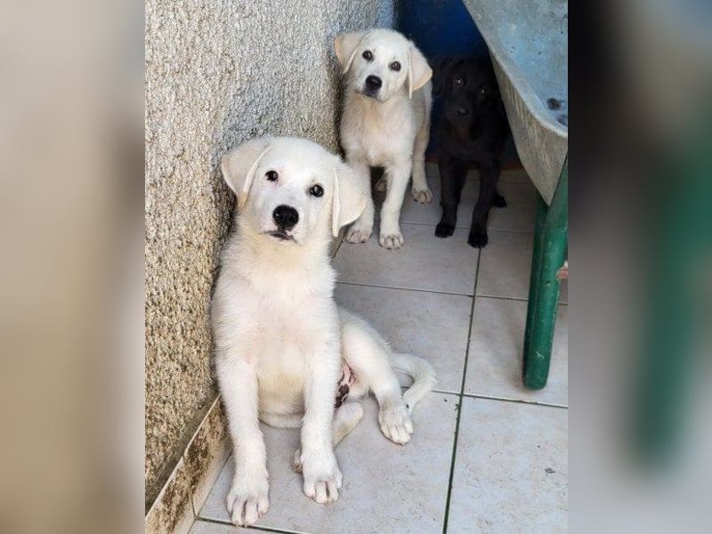 Schmusebub ♥ Taavi ♥ kleiner, freundlicher, verspielter Jungrüde