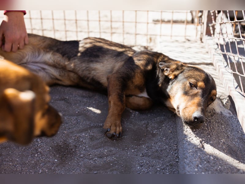 ♥ Paula ♥ eine rundum tolle Junghündin