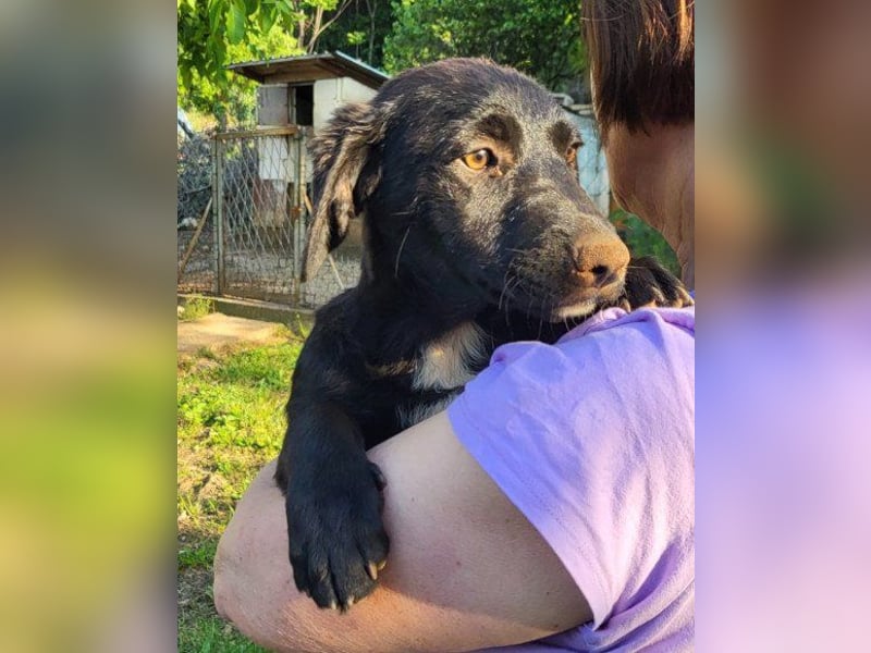 Schmusepfote ♥ Cassia ♥ tolle Familienhündin Schmusepfote ♥ Cassia ♥ tolle Familienhündin