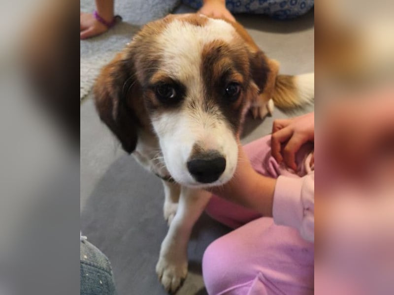LANA❤️verspielt, sanft und voller Vertrauen: ein Herz für Groß und Klein!