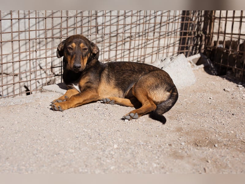 ♥ Paula ♥ eine rundum tolle Junghündin