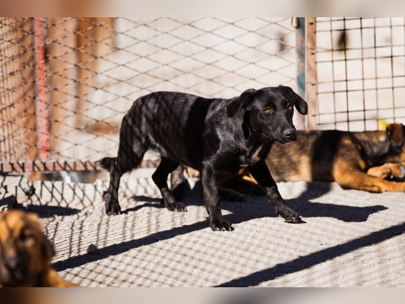 Schmusepfote ♥ Cassia ♥ tolle Familienhündin Schmusepfote ♥ Cassia ♥ tolle Familienhündin