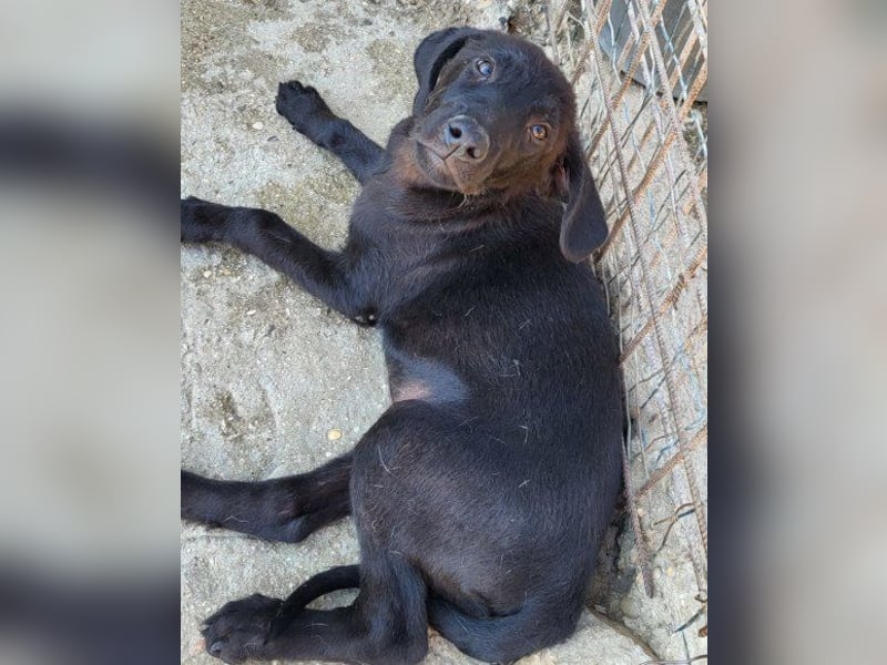 Jungrüde ♥Rhys♥ schnuckeliger Racker