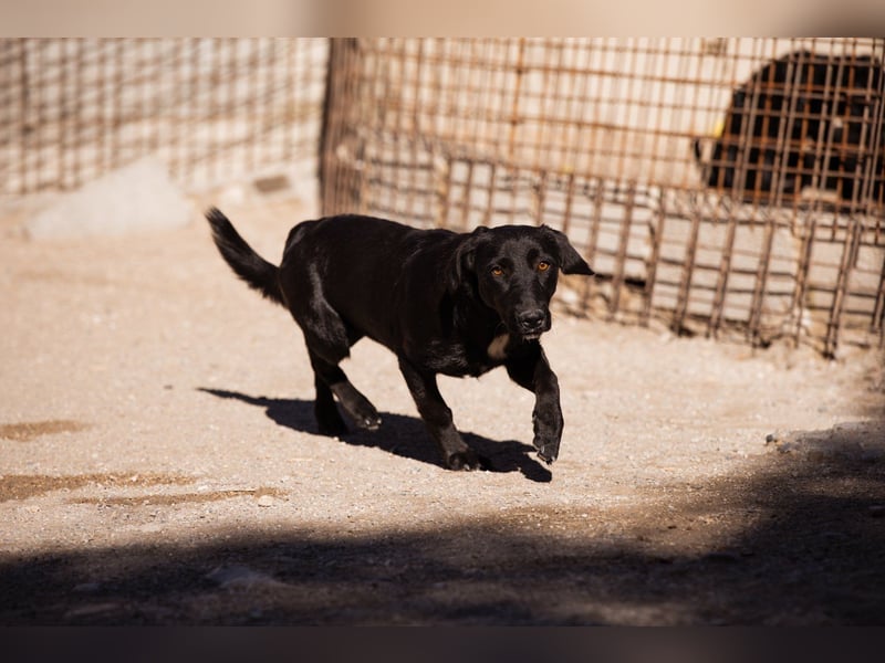 Schmusepfote ♥ Cassia ♥ tolle Familienhündin Schmusepfote ♥ Cassia ♥ tolle Familienhündin