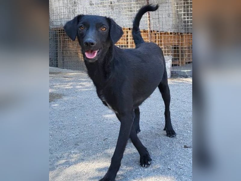 FREYA❤️zarte Seele zum Liebhaben wartet schon in 01640 Coswig! FREYA❤️zarte Seele zum Liebhaben wartet schon in 01640 Coswig!