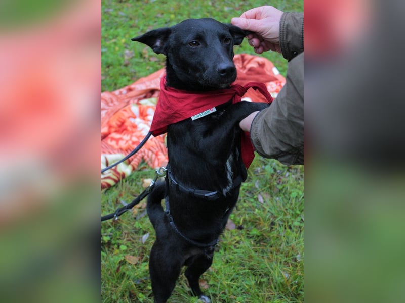 Schmusepfote THEO❤️ wartet in 18249 Bernitt auf seine Für-Immer-Menschen!