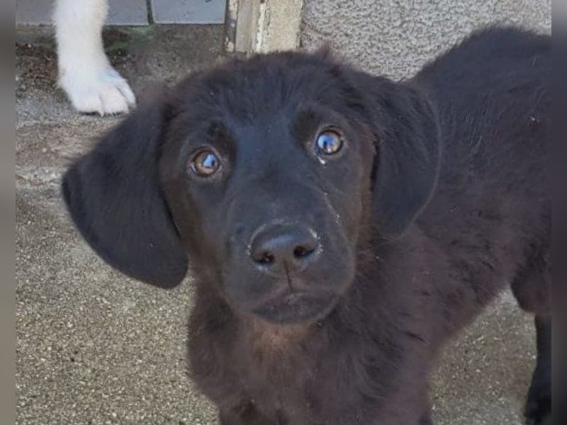 Jungrüde ♥Rhys♥ schnuckeliger Racker