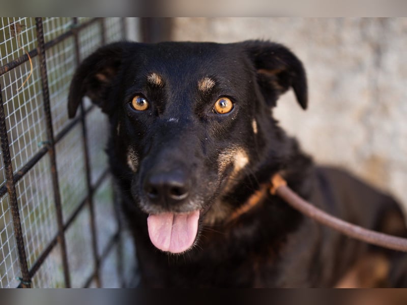YARINA❤️zartes Hundemädchen möchte endlich aus dem Tierheim ausziehen