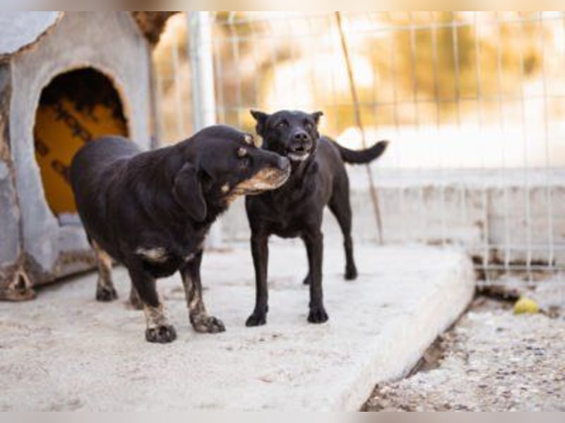 Zora: aufgeschlossen und treu!
