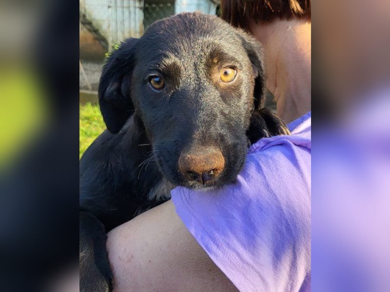 Schmusepfote ♥ Cassia ♥ tolle Familienhündin Schmusepfote ♥ Cassia ♥ tolle Familienhündin