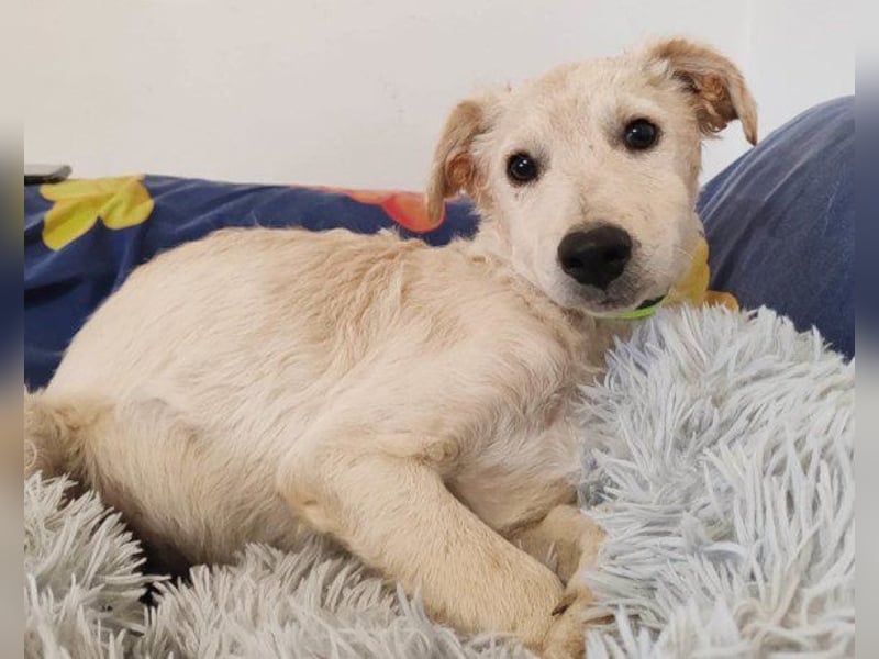 Klein ♥ Marley ♥ sucht seine treuen Menschen