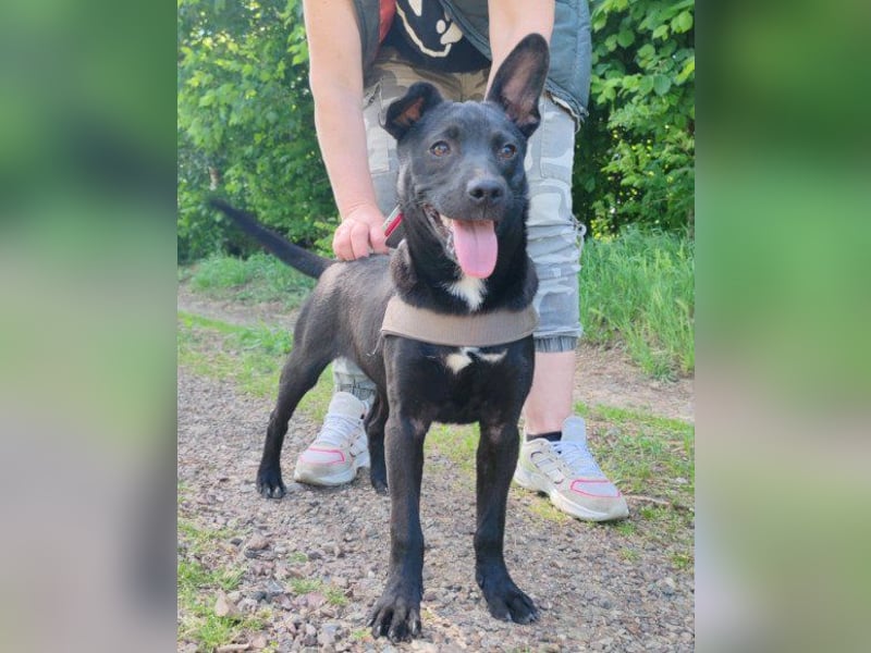 ♥ Filou ♥  freundlicher und offener Hundebub