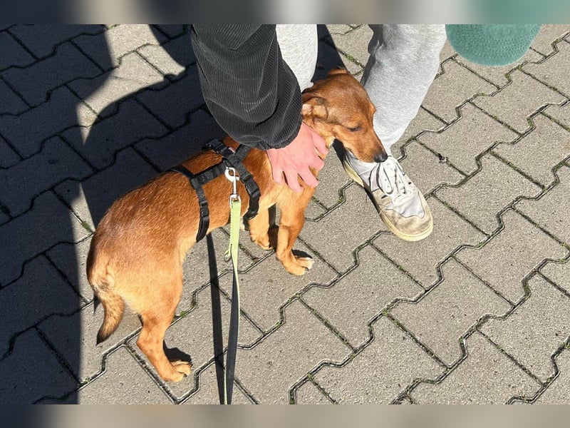 Kleiner ♥Luca♥ CharmingBoy wartet in 48153 Münster