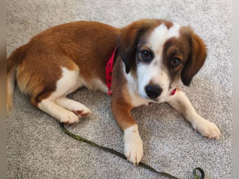 LANA❤️verspielt, sanft und voller Vertrauen: ein Herz für Groß und Klein!