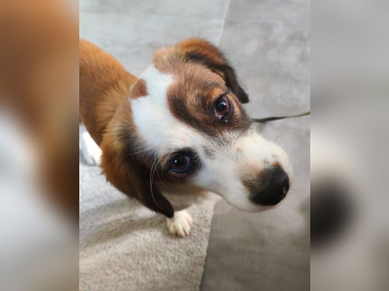 LANA❤️verspielt, sanft und voller Vertrauen: ein Herz für Groß und Klein!