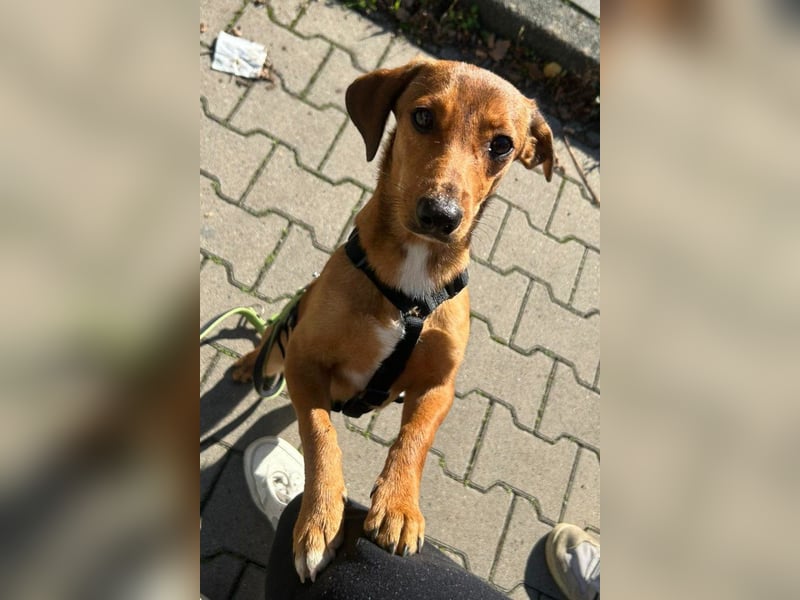 Kleiner ♥Luca♥ CharmingBoy wartet in 48153 Münster