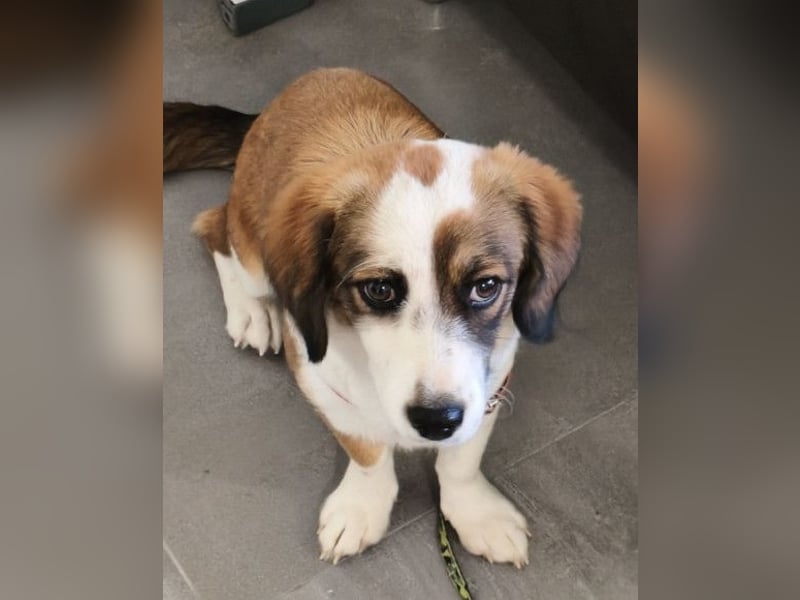LANA❤️verspielt, sanft und voller Vertrauen: ein Herz für Groß und Klein!