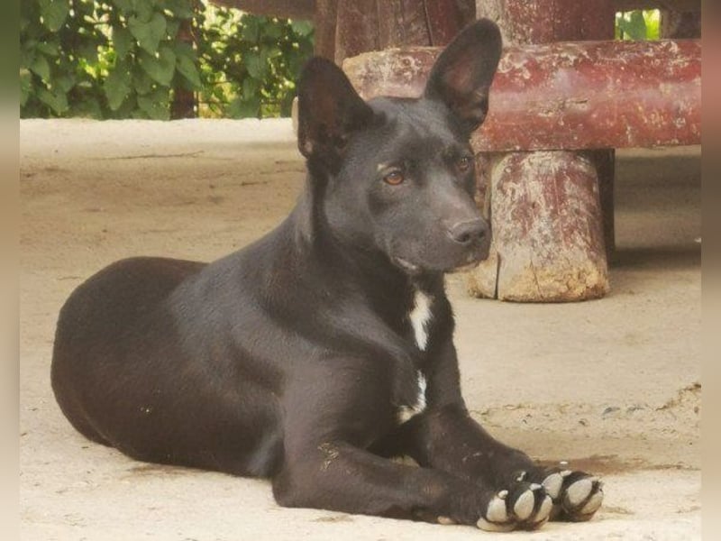♥ Filou ♥  freundlicher und offener Hundebub