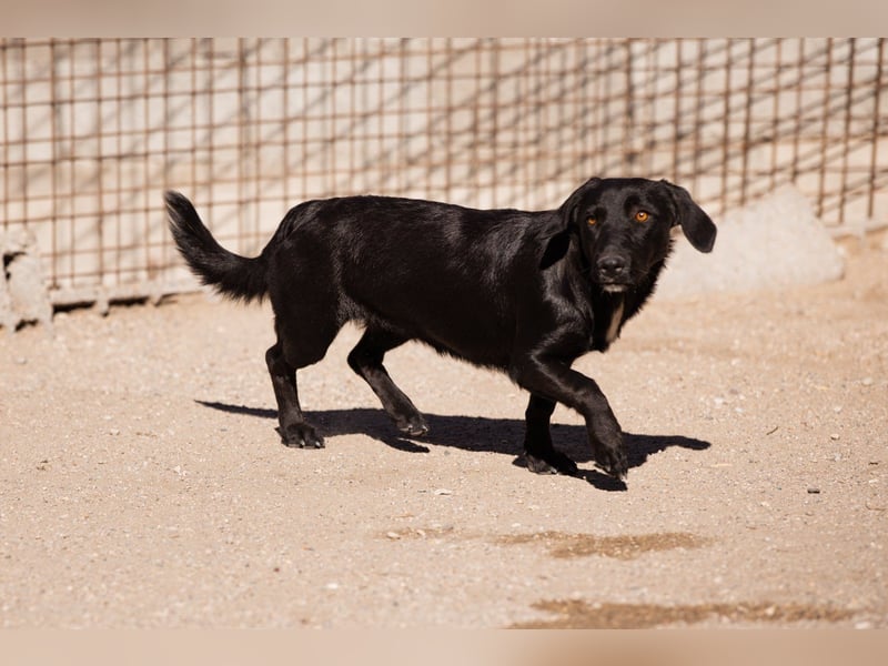 Schmusepfote ♥ Cassia ♥ tolle Familienhündin Schmusepfote ♥ Cassia ♥ tolle Familienhündin