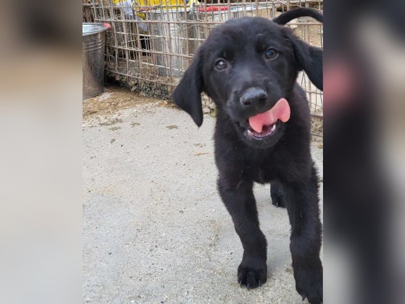 Jungrüde ♥Rhys♥ schnuckeliger Racker