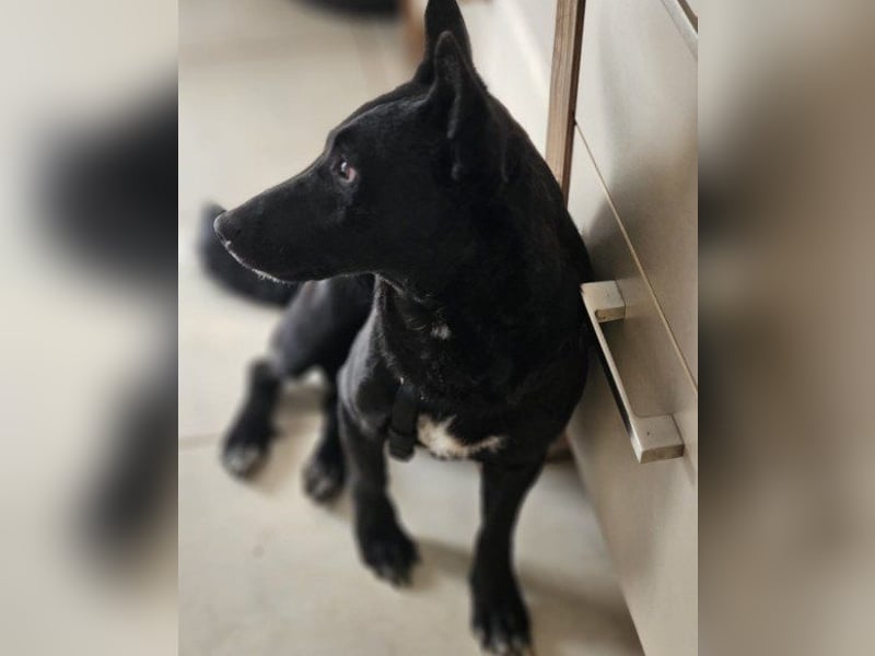 Schnuckel THEO❤️ wartet in 18249 Bernitt auf seine Für-Immer-Menschen!