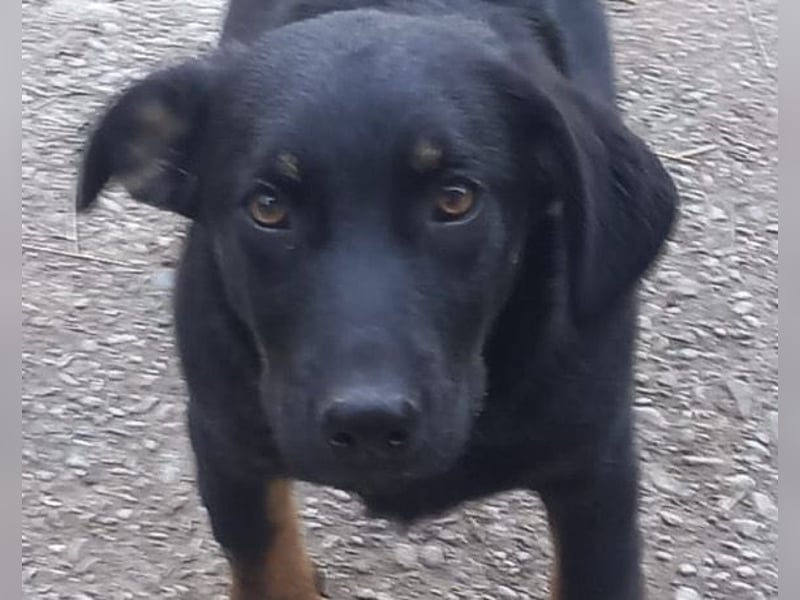 YARINA❤️zartes Hundemädchen möchte endlich aus dem Tierheim ausziehen