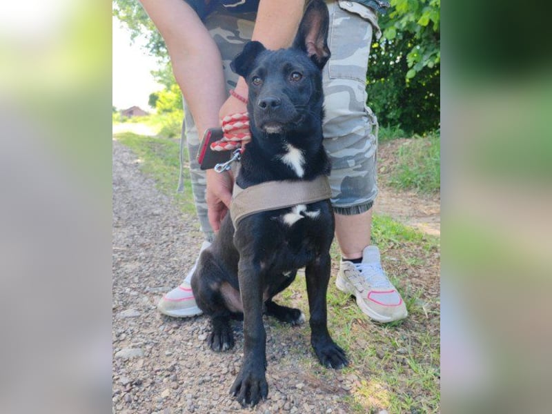 ♥ Filou ♥  freundlicher und offener Hundebub