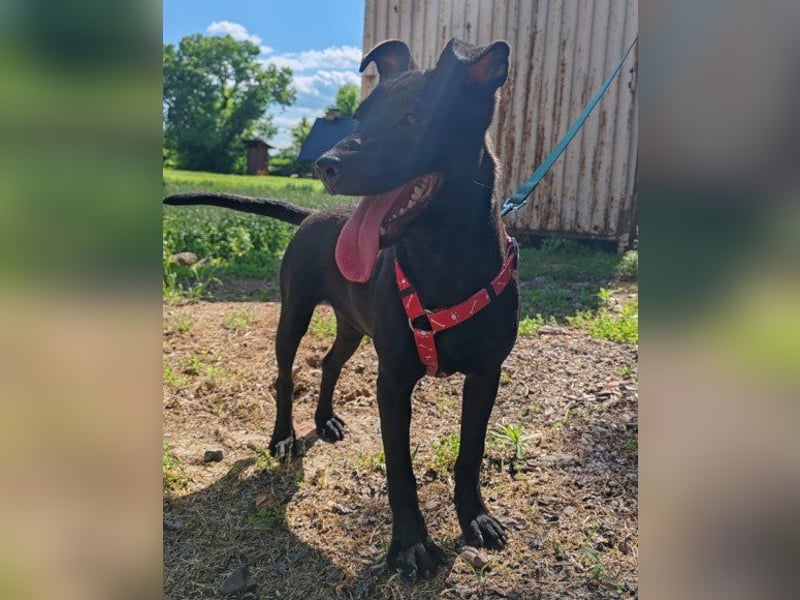 Kleine ♥ Kascha ♥ lieb und auch katzenverträglich Kleine ♥ Kascha ♥ lieb und auch katzenverträglich