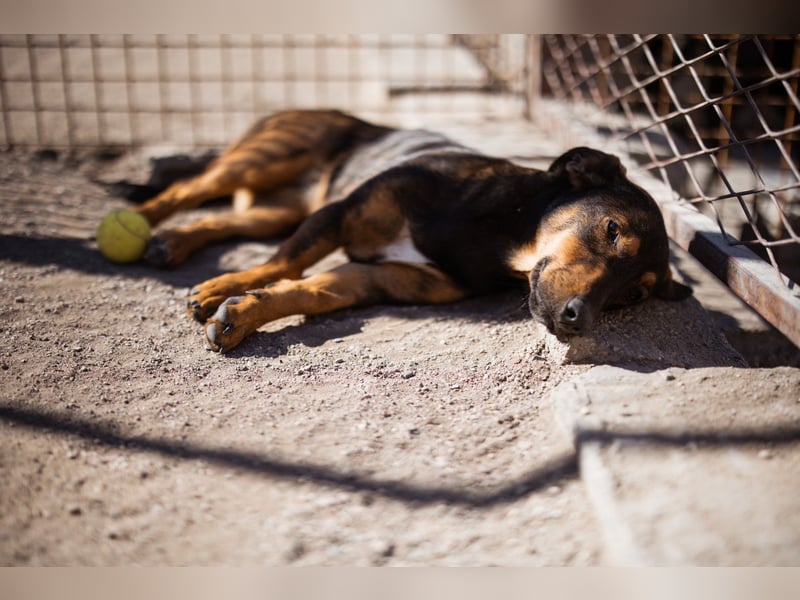 ♥ Paula ♥ eine rundum tolle Junghündin