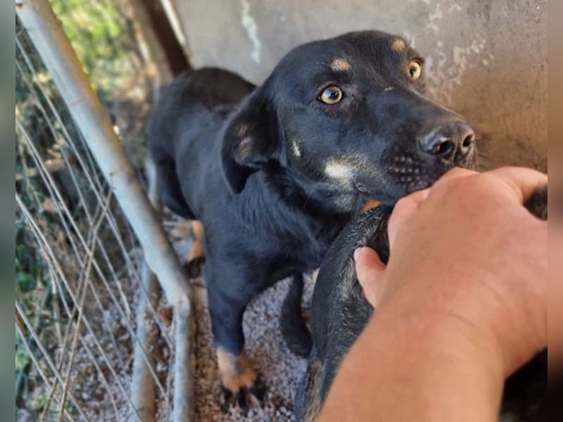 YARINA❤️zartes Hundemädchen möchte endlich aus dem Tierheim ausziehen