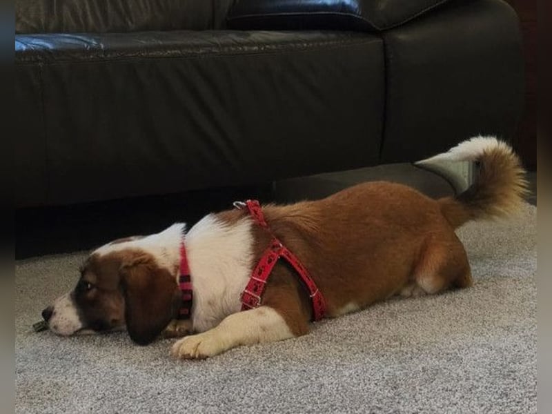 LANA❤️verspielt, sanft und voller Vertrauen: ein Herz für Groß und Klein!