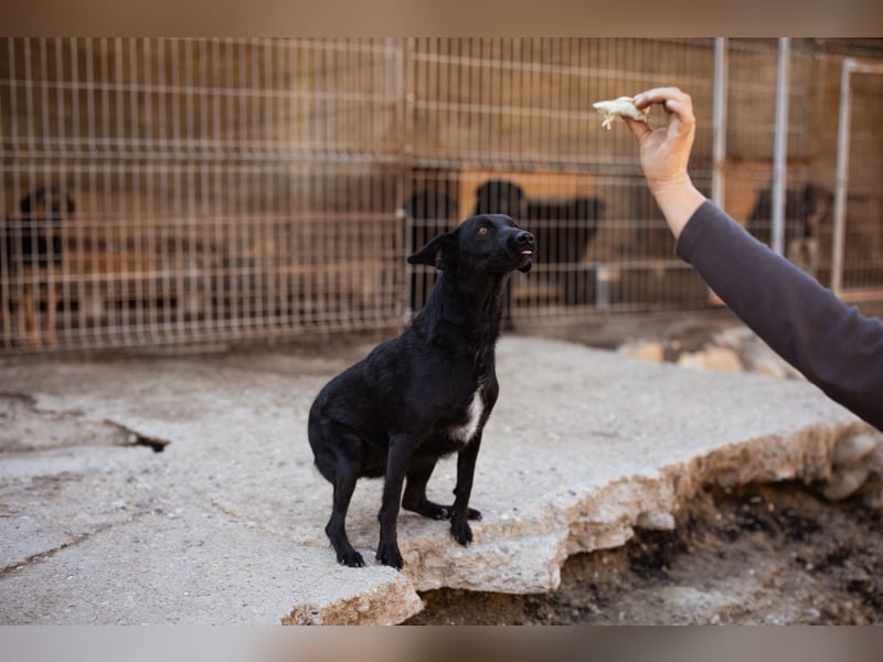 FREYA❤️zarte Seele zum Liebhaben wartet schon in 01640 Coswig! FREYA❤️zarte Seele zum Liebhaben wartet schon in 01640 Coswig!