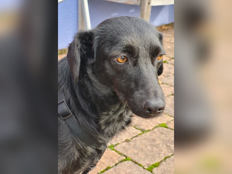 FREYA❤️zarte Seele zum Liebhaben wartet schon in 01640 Coswig! FREYA❤️zarte Seele zum Liebhaben wartet schon in 01640 Coswig!