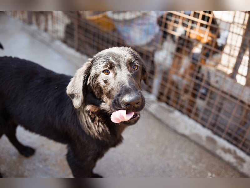 Jungrüde ♥Rhys♥ schnuckeliger Racker